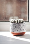 Tiny Ceramic Cup Planter